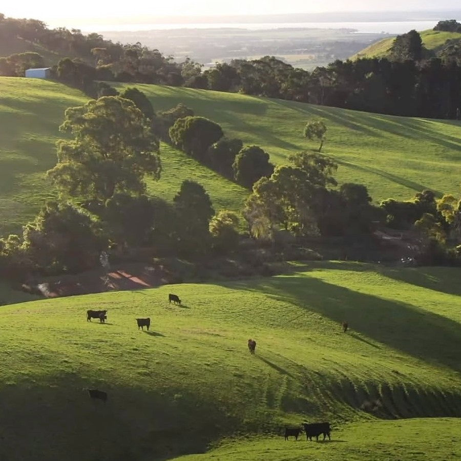 O'Connor - Australian - Black Angus Ribeye. MB2+ Grain-Fed